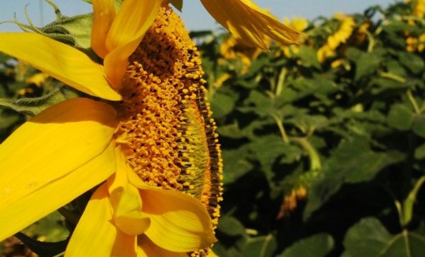 Se perdieron 65.000 hectáreas de girasol en el país.