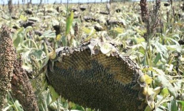 Lote de Girasol, con desarrollo irregular, en madurez fisiológica, con ataques de paloma y cotorras en diversos sectores del lote, en el centro del departamento Nueve de Julio.-