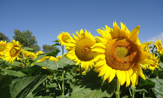 El girasol expande los límites de la agricultura