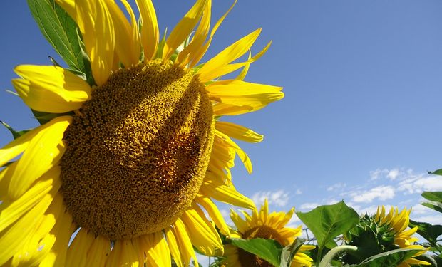 Girasol en la Provincia de Buenos Aires.