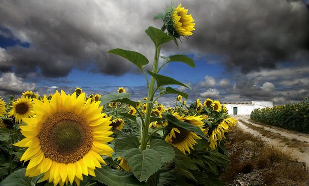 El girasol concluye una de sus peores campañas