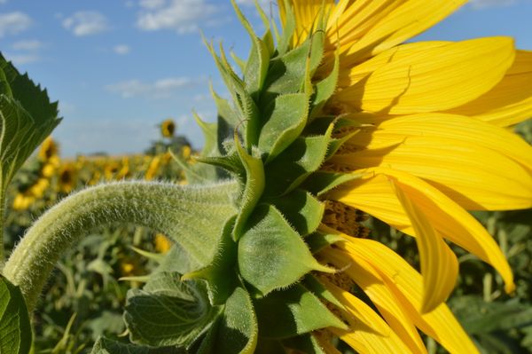 girasol nidera