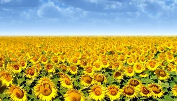 Avanza el girasol en el centro norte de Santa Fe