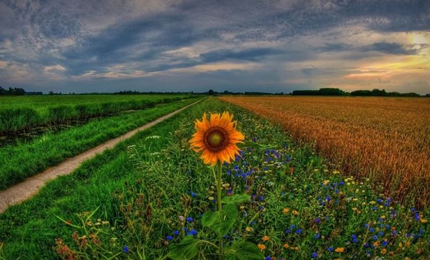 Crisis mundial: qué hay detrás de la impactante suba del aceite de girasol  | Agrofy News