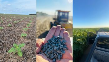 Sembraron 26.000 hectáreas del cultivo "estrella" y cuentan los secretos para el éxito: cómo lograr US$ 100 más de margen