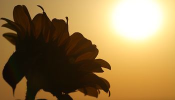 Girasol 2016/17: aspectos claves a tener en cuenta
