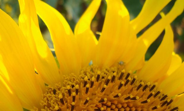 Cuidado al planificar la campaña girasolera 2016/17.