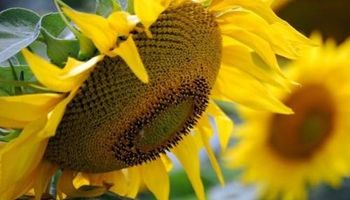Proyectan que la cosecha de girasol aumentará un 22% en el 2017