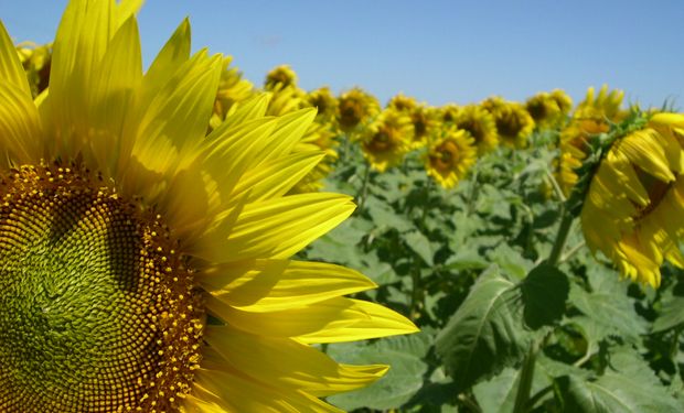 GIRASOL. Se esperan 1,7 millones de hectáreas para la actual campaña.