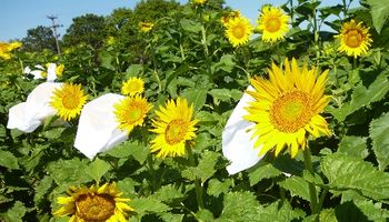 Girasol: el INTA desarrolló dos nuevas variedades más resistentes a enfermedades