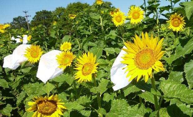 Girasol, con genes más resistentes a enfermedades.