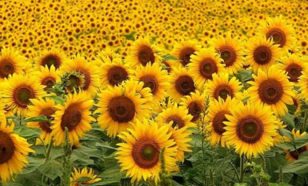 Girasol: se mantiene la intención de siembra en 1,8 millones de hectáreas.