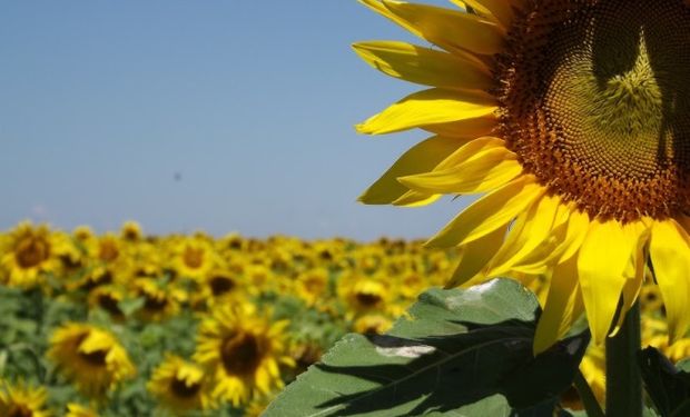 El "Primer remate de girasol" ya tiene ganador.