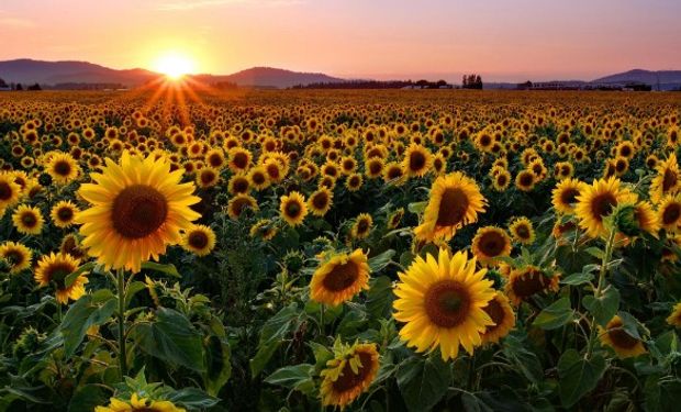 Mirá cómo se mueve el girasol en cada zona.