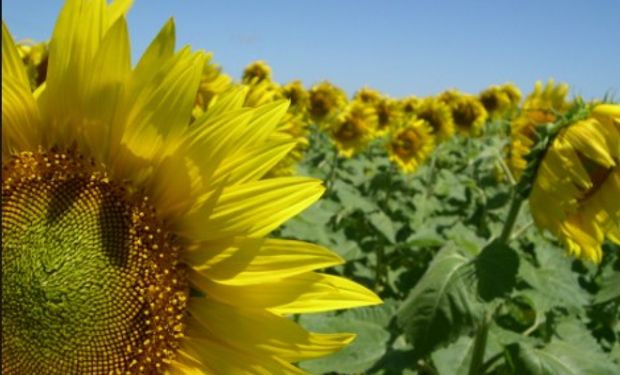 Se realizó el Remate del Primer Lote de Girasol. Campaña 2017/2018.