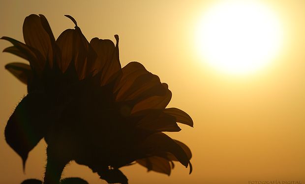 El girasol tiene su Norte.