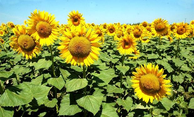 Buenos resultados económicos para el cultivo. Foto: Archivo La Nación.