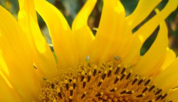 Girasol: cuidado al planificar la campaña 2016/17