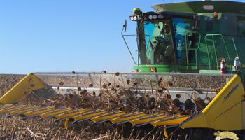 El cultivo que ya aporta más de US$ 2.000 millones a la Argentina y gana protagonismo mundial