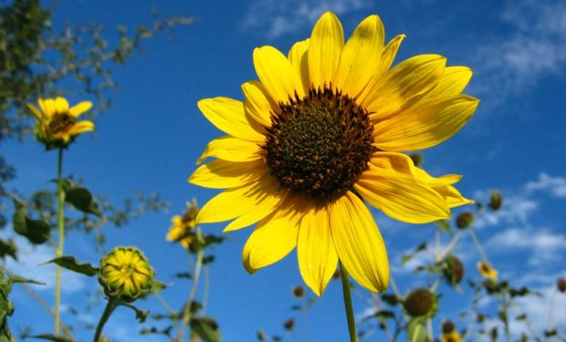 Será miércoles 9 de septiembre en Necochea.