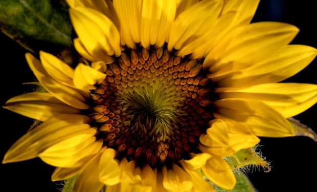 Crisis y amenaza de cierre de plantas en el aceite de girasol.