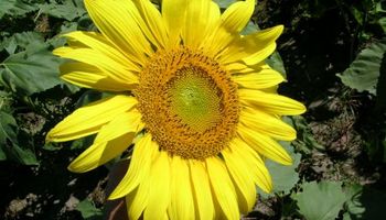 Presentan una línea de girasol resistente a enfermedades