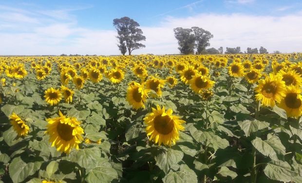 Cultivo de girasol de segunda, a mediados de marzo plena floración.