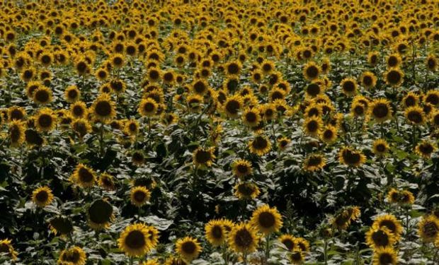 El girasol está aportando buenos rendimientos.