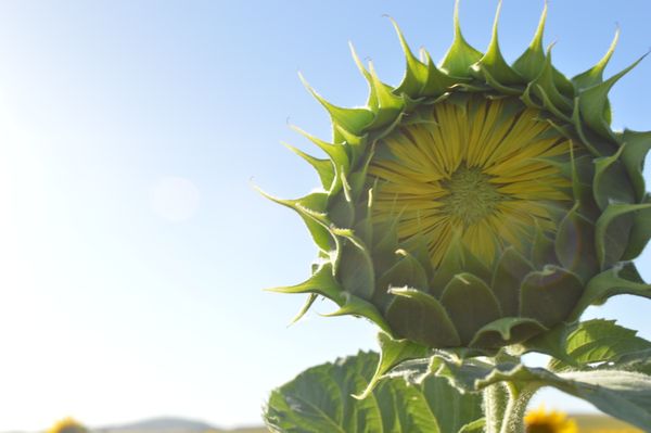 girasol en crecimiento