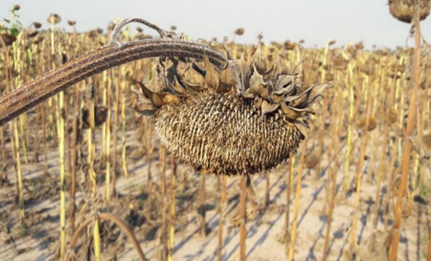 En Santa Fe, sorprenden para bien los rindes y la materia grasa del girasol