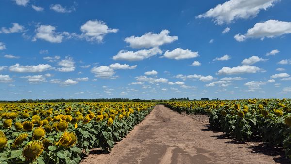 girasol en suelos salinos