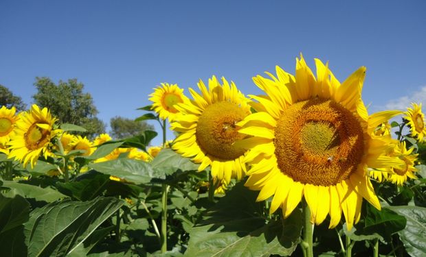 En el mundo crece la demanda de aceite de girasol pero la producción no logra seguirle el ritmo.