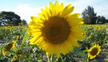 La producción nacional de aceite de girasol fue la más baja en 17 años