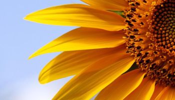 Con un aumento en el área, finalizó la siembra de girasol
