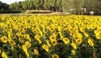 El girasol podría producir más aceite con una mayor densidad de siembra