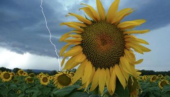 El girasol no es la excepción: cae el área sembrada en Santa Fe