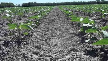 Santa Fe: a pesar del atraso, se sembró el 75% del girasol 