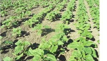 Nuevo recorte en el área sembrada de girasol
