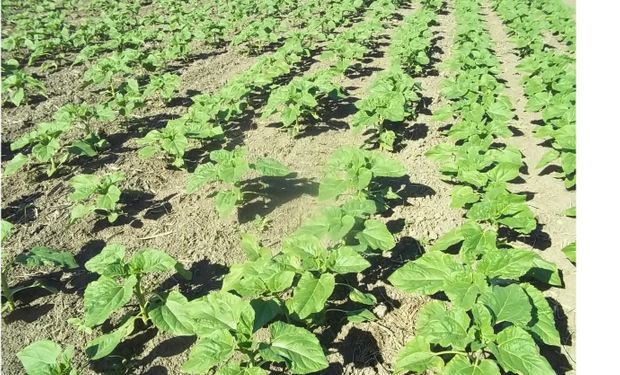Nuevo recorte en el área sembrada de girasol