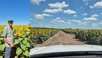 Tenía un campo con sales y arcilla, sembró girasol y se sorprende del resultado: cómo es el "beneficio de la resiembra" que lo ayudó a tomar la decisión
