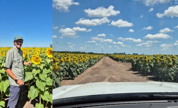 Tenía un campo con sales y arcilla, sembró girasol y se sorprende del resultado: cómo es el "beneficio de la resiembra" que lo ayudó a tomar la decisión