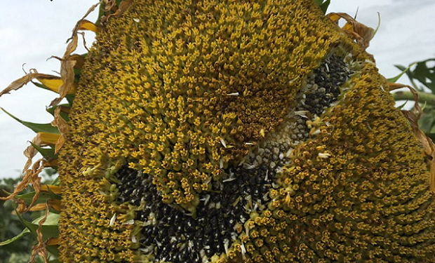 Preocupa la baja en el precio del girasol.