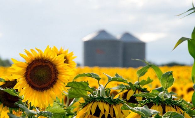 De Santiago del Estero, ya está el ganador del primer lote de girasol que será rematado en marzo