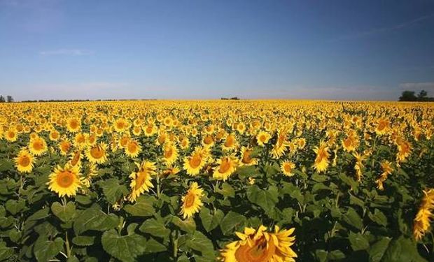 El girasol vuelve a las rotaciones con más inversión en tecnología.