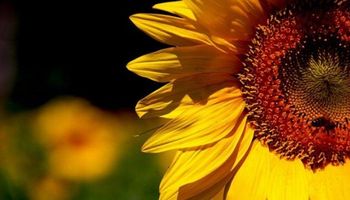El girasol avanza sobre el norte