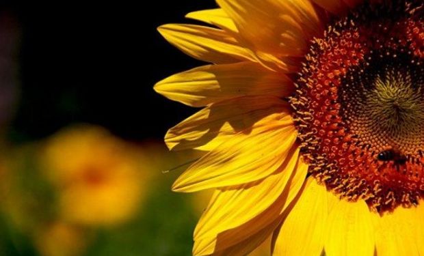 GIRASOL. Se esperan 1,6 millones de hectáreas a nivel nacional.