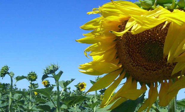 Por falta de humedad, se detuvo la siembra de girasol en Santa Fe