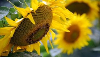 Qué buen momento para pensar en el girasol...