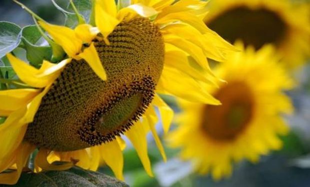 Girasol corre con ventaja en una campaña que podría ser más seca.