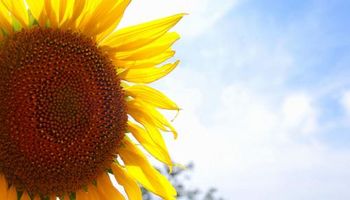 Rentabilidad del girasol motiva la siembra